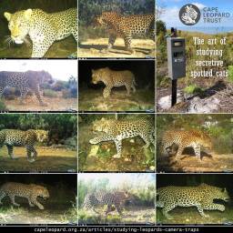 studying-leopards-camera-traps_original